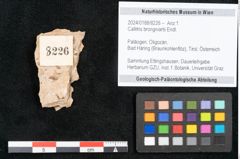 Foto (Objekt + Etikett) von Callitris brongniartii Endl. (NHMW-GEO-2024-0188-8226)